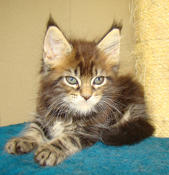  - Catsvill County,    ,   ,   ,   ,    ,   ,   ,  ,  ,   ,   ,   ,   ,   ,   ,  -,  -,  ,kittens maine coon, maine coon cattery, cats, cat,breed, kittens,     ,   ,    